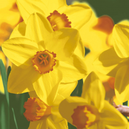 Lunch-Servietten 3-lagig 33x33cm Yellow Daffodils - Paper + Design in der Gruppe Nach Produkt einkaufen / Servietten / Paper + Design bei Duni GmbH (197253)