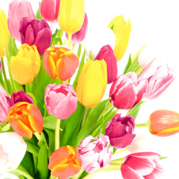Lunch-Servietten 3-lagig 33x33cm Beautiful Tulips - Paper + Design in der Gruppe Nach Produkt einkaufen / Servietten / Paper + Design bei Duni GmbH (204871)