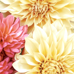 Lunch-Servietten 3-lagig 33x33cm Soft Dahlias - Paper + Design in der Gruppe Nach Produkt einkaufen / Servietten / Paper + Design bei Duni GmbH (206184)