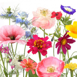 Lunch-Servietten 3-lagig 33x33cm Wildflower Garden - Paper + Design in der Gruppe Nach Produkt einkaufen / Servietten / Paper + Design bei Duni GmbH (209976)